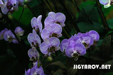 Цветы:Архидеи